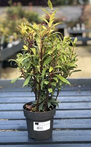 SARCOCOCCA HOOK. PURPLE GEM