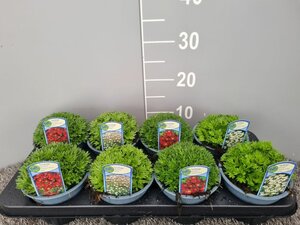 Saxifraga mix