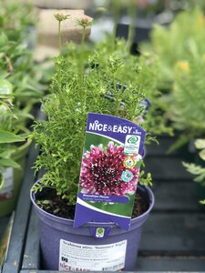 Scabiosa atro. 'Summer Night'