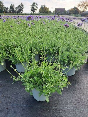 Scabiosa butterfly blue