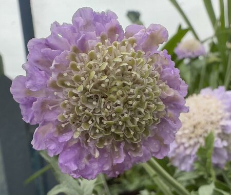 SCABIOSA colum. Butterfly Blue