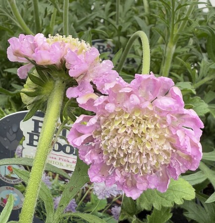 SCABIOSA colum. Pink Mist