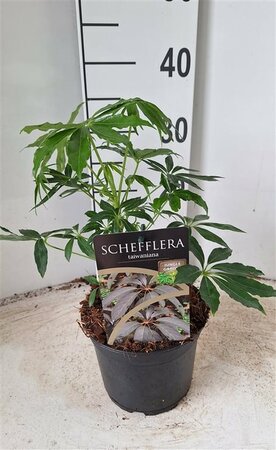 Schefflera taiwaniana