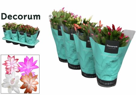 Schlumbergera mix