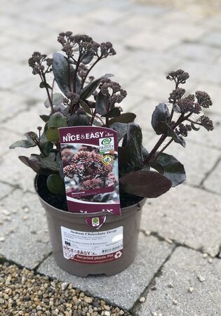 Sedum Chocolate Drop