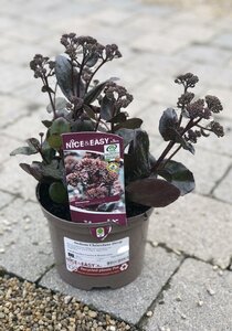 Sedum Chocolate Drop