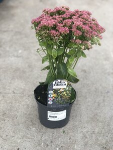 SEDUM Herbstfreude