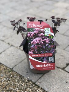 Sedum 'Purple Emperor'