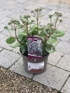 Sedum Stewed Rhubarb Mountains