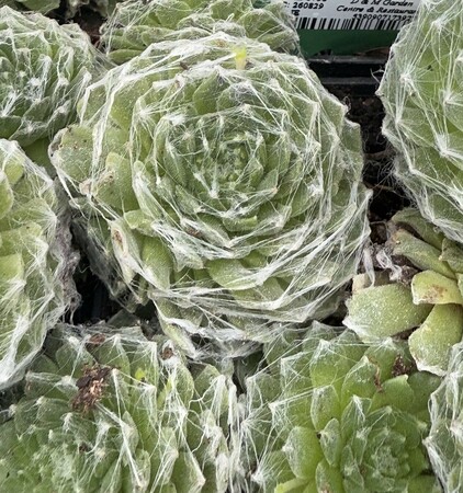 Sempervivum ar. tomentosum - image 1