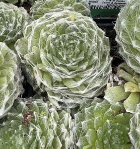 Sempervivum ar. tomentosum - image 1