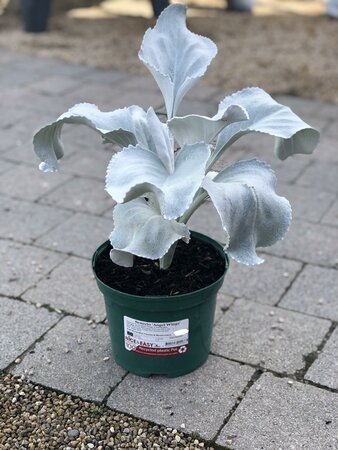 Senecio 'Angel Wings'