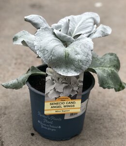 SENECIO ANGEL WINGS