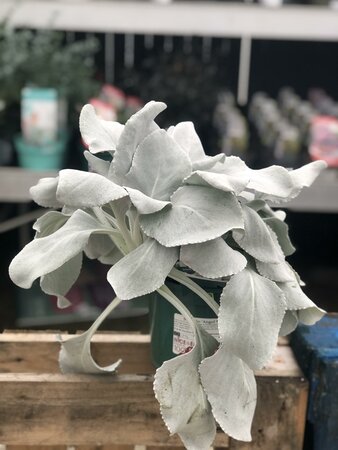 Senecio 'Angel Wings' - image 2