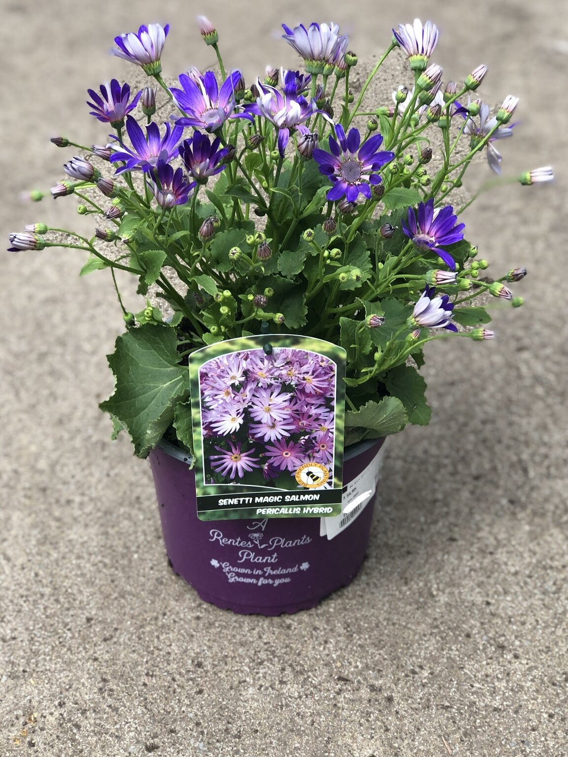 SENETTI MAGIC SALMON - D and M Garden Centre