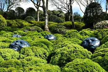 Shrubs and Hedging