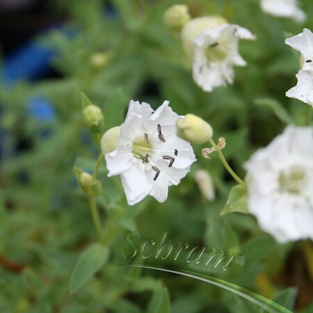 Silene uniflora maritima