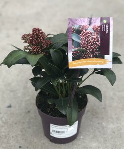 SKIMMIA jap. Rubella 4/6 Flowerbuds