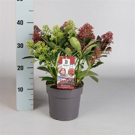 Skimmia japonica duo