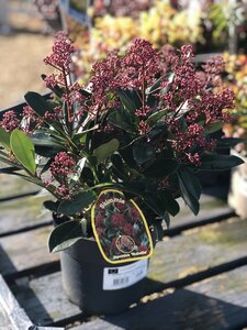 SKIMMIA JAPONICA RUBELLA - image 2