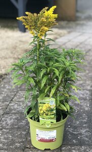 Solidago can. 'Goldkind'