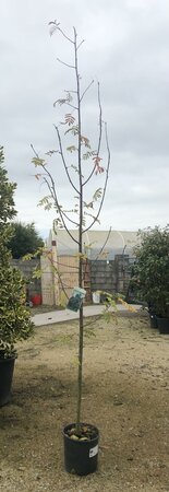 Sorbus auc. 'Sheerwater Seedling'