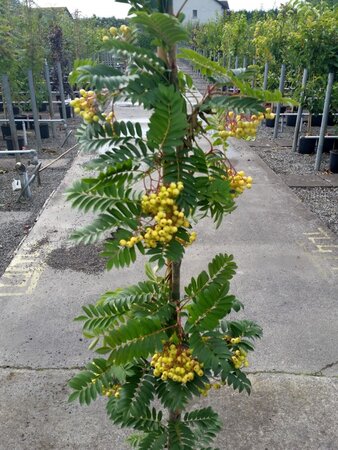 SORBUS JOSEPH ROCK