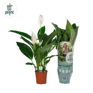 Spathiphyllum 'Bingo Cupido'