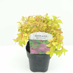 Spiraea jap. 'Goldflame'