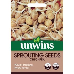 Sprouting Seeds Chickpea