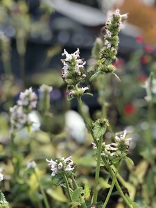 Stachys White Lightning