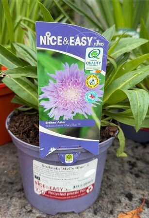 Stokesia 'Mel's Blue' ®