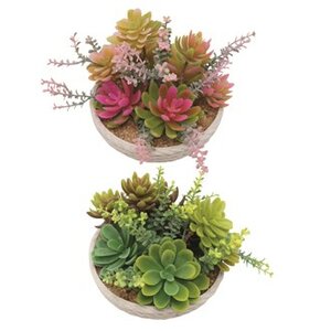 Succulent Pot 12cm 2 Assorted