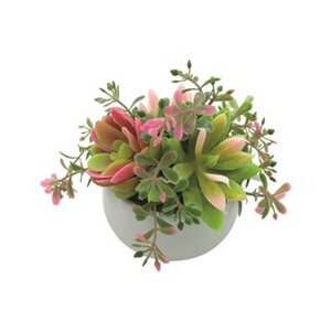 Succulent Pot 15cm