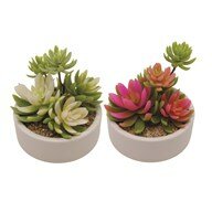 Succulent Pot 18.5cm 2 Assorted