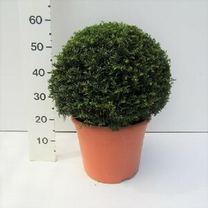 Taxus baccata 40 CM BALL