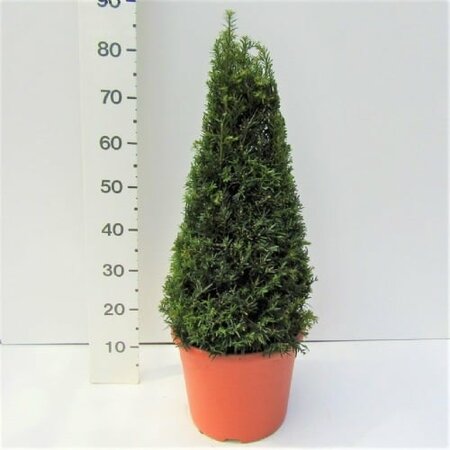 Taxus baccata 60-70 CM PYR C10