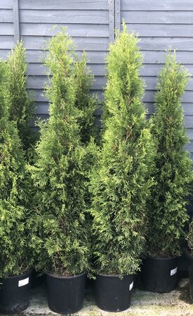 Thuja occ. 'Smaragd' 125-150cm