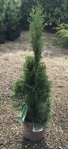 THUJA OCCIDENTALIS SMARAGD