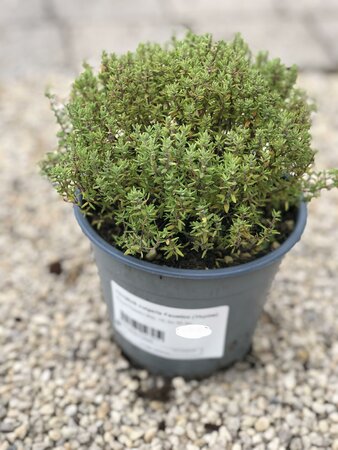 THYMUS vulgaris Faustini (Thyme)