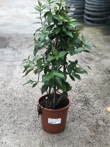 Trachelospermum jasminoides