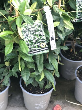 TRACHELOSPERMUM JASMINOIDES (RP)