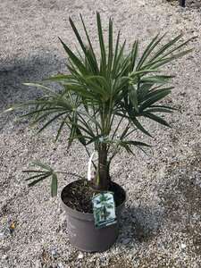 TRACHYCARPUS FORTUNEI