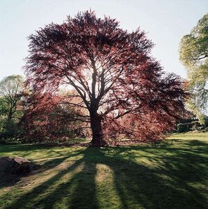 Trees and Specimen