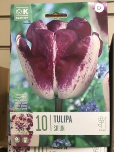 TULIP SHIUN x10