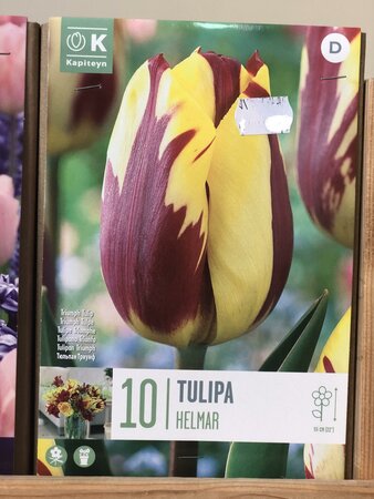 TULIPA HELMAR