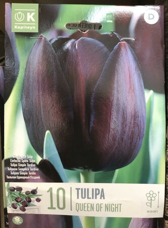 TULIPA QUEEN OF NIGHT x10