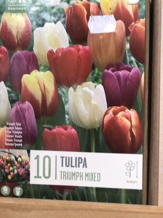 TULIPA TRIUMPH MIXED COLOURS x10