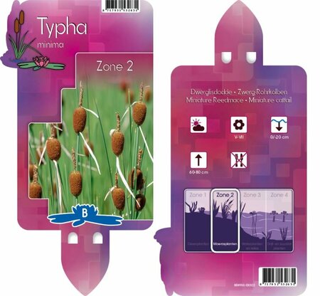 Typha minima