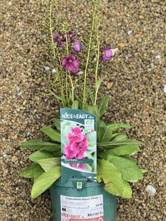 Verbascum Sugar Plum